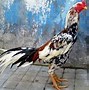 Gambar Ayam Jago Bangkok Juara